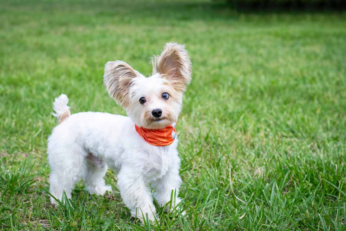 designer harness for small dogs